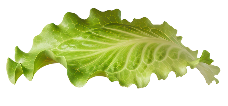 lettuce-2